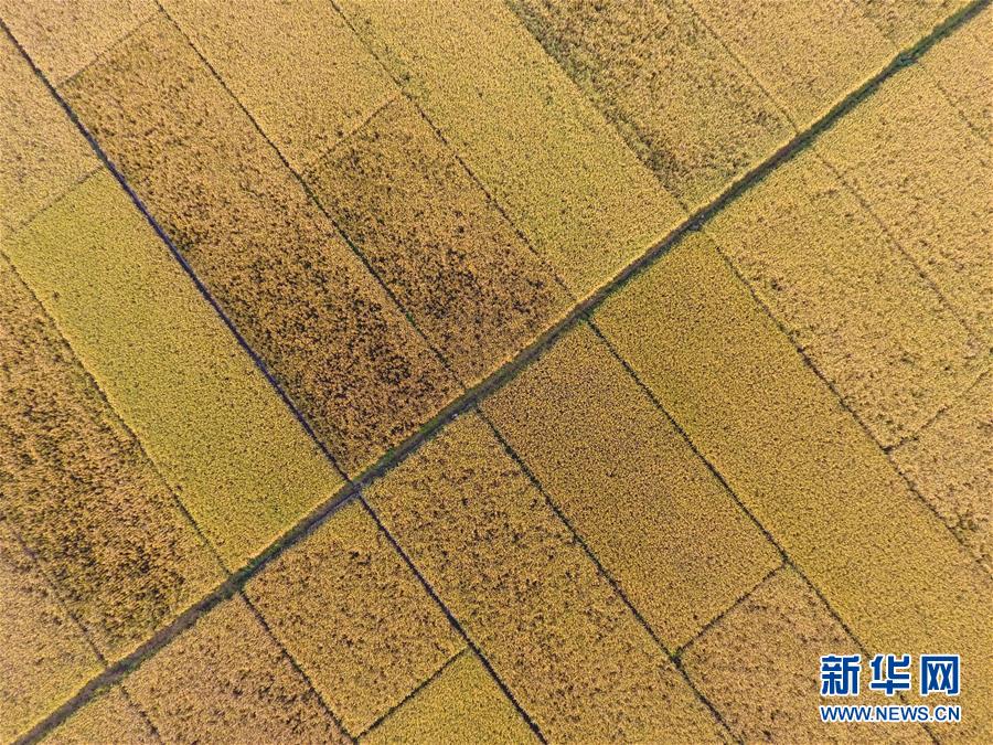 （空中之眼）（5）廣西上林：田園豐收色