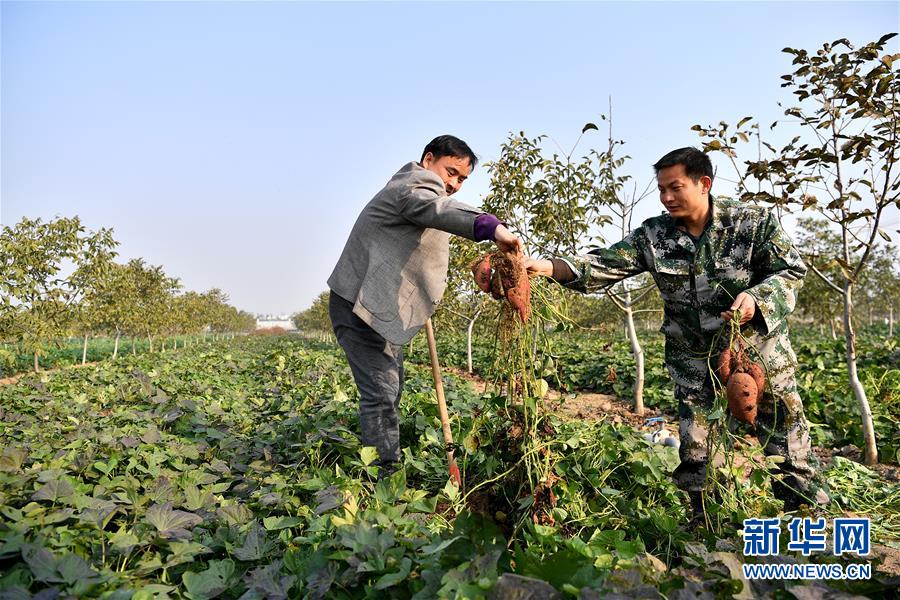 （奮進新時代）（7）河南平頂山：現代生態迴圈農業助力鄉村振興