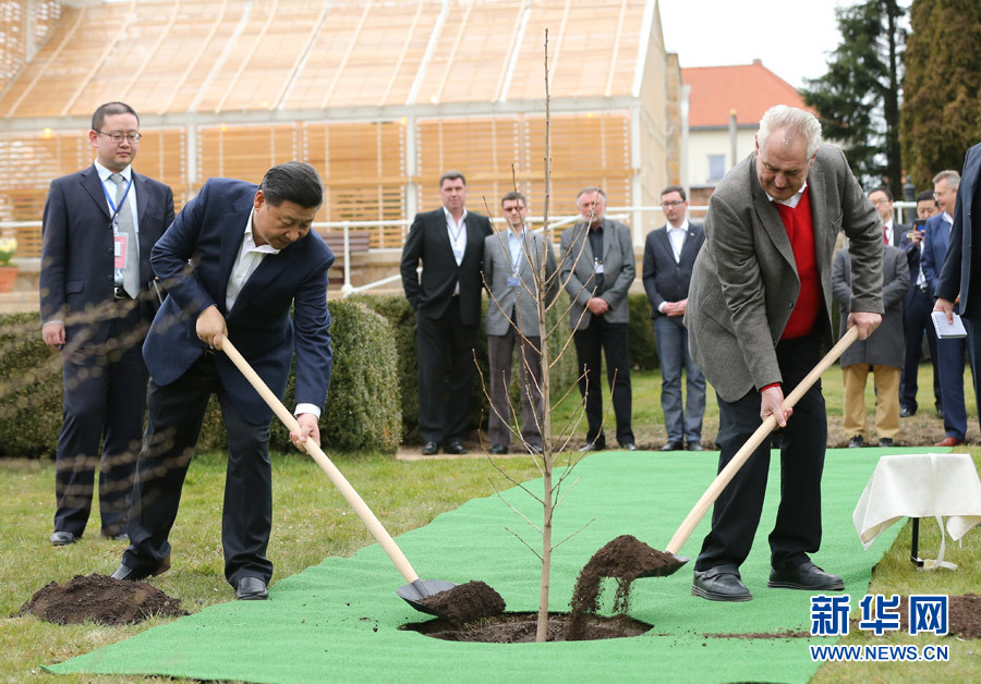     當地時間3月28日，國家主席習近平在布拉格拉尼莊園同捷克總統澤曼舉行會晤。會晤前，兩國元首在莊園裏種下一株來自中國的銀杏樹苗。新華社記者 蘭紅光 攝 