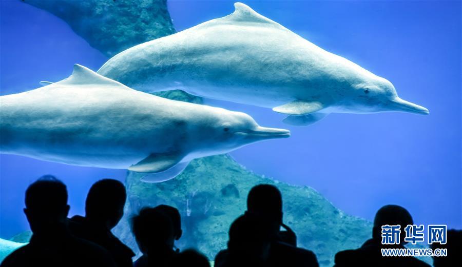 （環境）（1）“海上大熊貓”中華白海豚亮相珠海