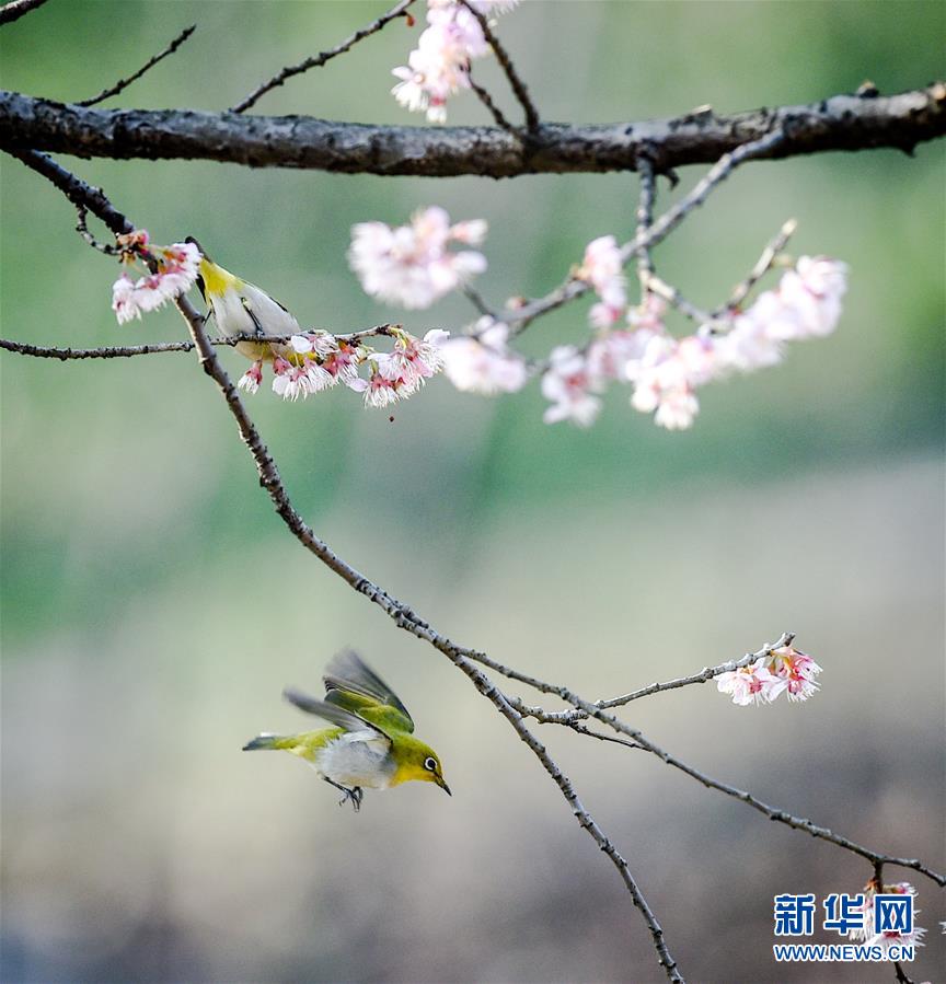 （環境）（1）春鳥鬧花枝