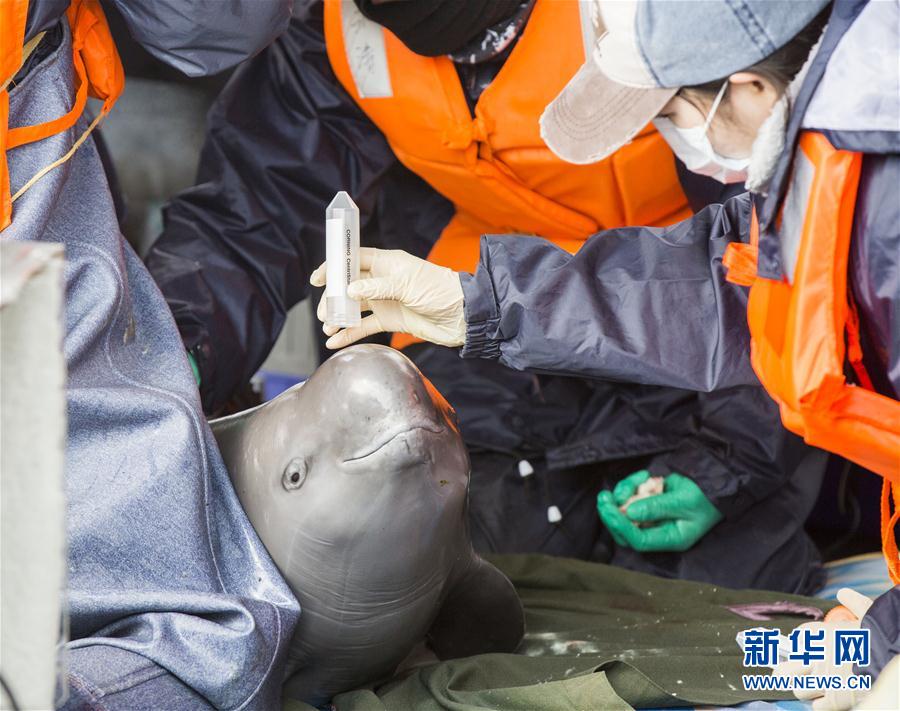#（環境）（1）我國再次啟動長江江豚遷地保護計劃