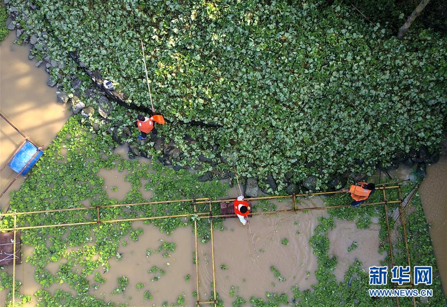 #（環境）（6）廣西柳州清理水浮蓮保護水環境