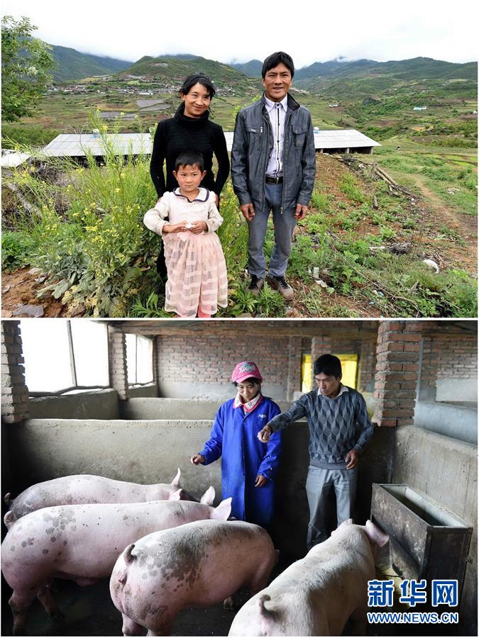 （砥礪奮進的五年）（2）滇西山區白族群眾發展養殖業脫貧致富影像