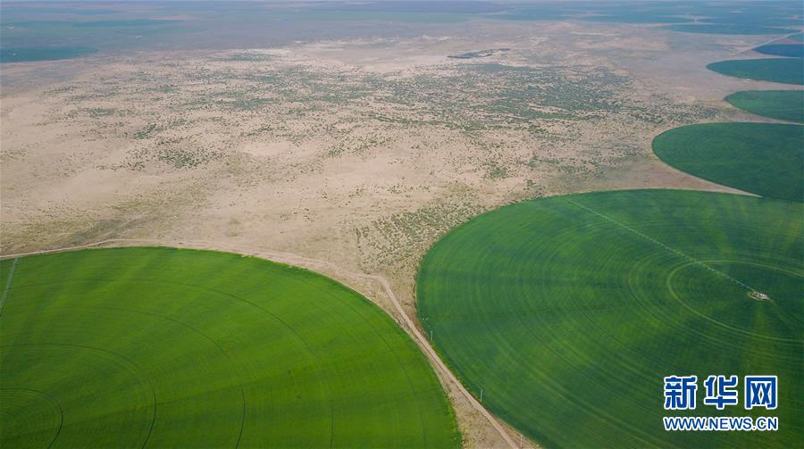 （環境）（2）科爾沁沙地上飄動著“綠海”