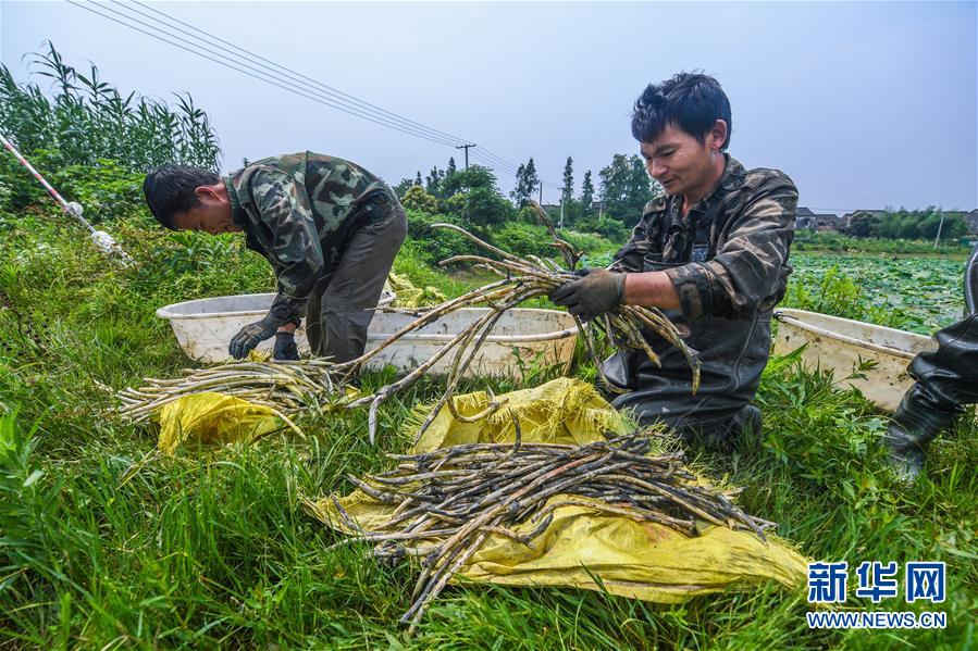 （經濟）（2）浙江湖州：新型生態農業促農民增收