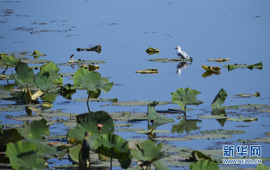 （環境）（3）南遷候鳥陸續飛抵莫莫格濕地
