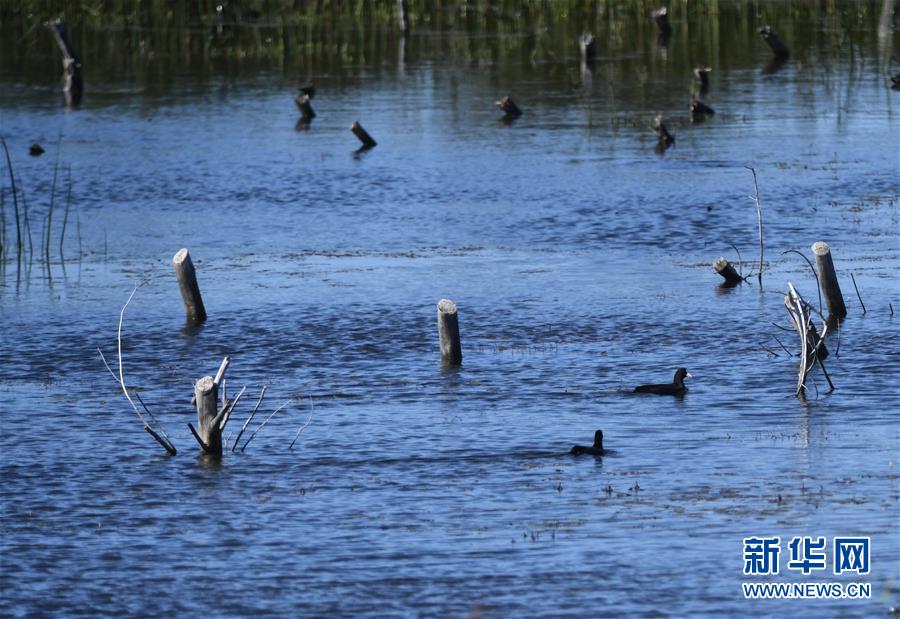 （環境）（5）南遷候鳥陸續飛抵莫莫格濕地