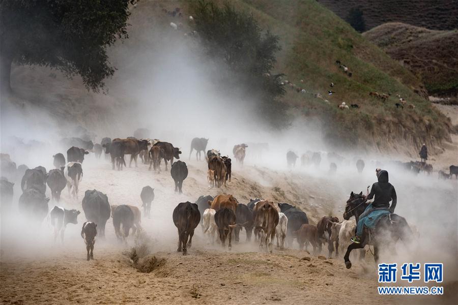 #（社會）（5）新疆伊犁河谷牧民開始秋季轉場 