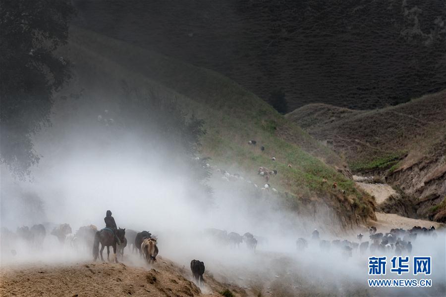 #（社會）（6）新疆伊犁河谷牧民開始秋季轉場 