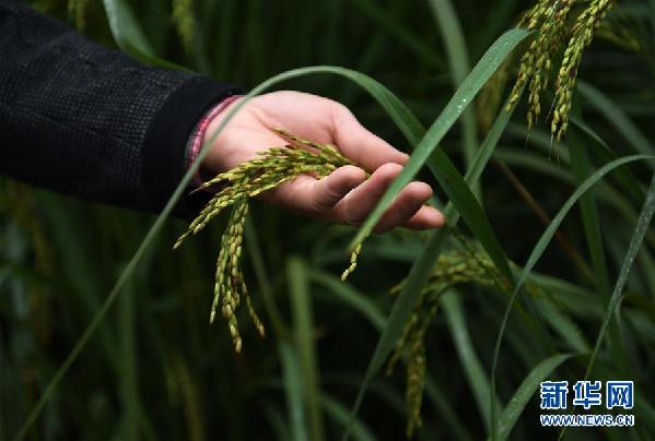 （圖文互動）（2）“巨型稻”2.2米高 中科院推出高産水稻新種質