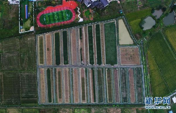 （圖文互動）（1）“巨型稻”2.2米高 中科院推出高産水稻新種質