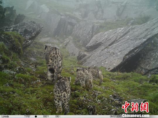 四川首次拍到四只雪豹同框畫面三只小的約3個月