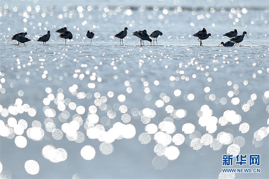 （環境）（2）天津北大港濕地迎來大批遷徙候鳥