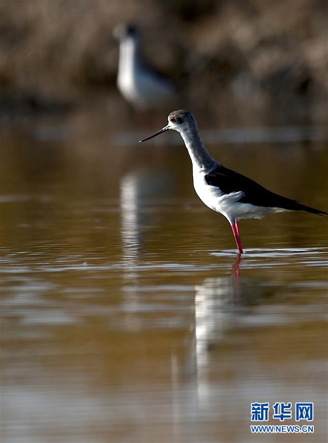 （環境）（3）天津北大港濕地迎來大批遷徙候鳥