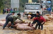 貨車側翻數十頭生豬被壓死 救援隊派吊車搬豬