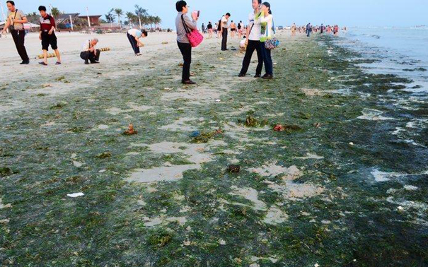 廣西北海大量滸苔侵襲 銀灘變成“綠灘”