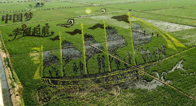 巨幅“3D稻田畫”亮相瀋陽 令人嘆為觀止