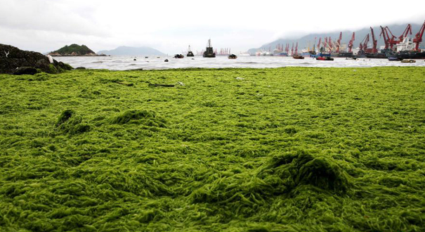 滸苔侵襲連雲港 海岸覆蓋大面積“綠毯”