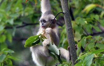 探訪香格裏拉滇金絲猴國家公園