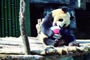 北京大熊貓家族迎新客