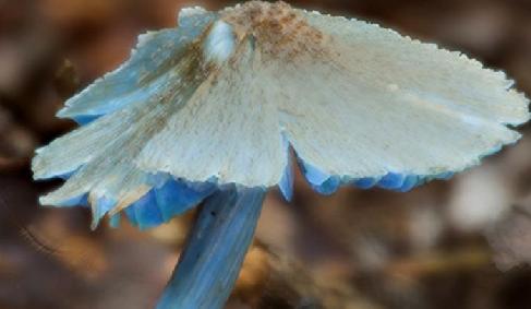 雲南發現一藍色蘑菇新種