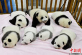 成都新出生熊貓寶寶集體亮相 “奧莉奧”萌翻全場