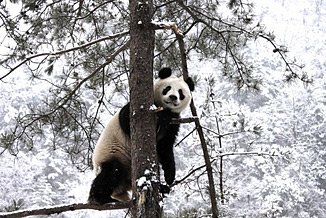 冬日秦嶺深處的“功夫熊貓”