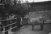 老照片：揭秘中國最早的動物園——萬牲園