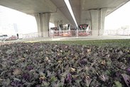 鄭州高架橋下擺滿花盆裝上鐵柵欄 防止農民工露宿