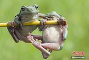 樹蛙上演蛙版宮鬥 爭奪樹枝“秀肌肉”