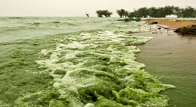 安徽巢湖出現藍藻 綠波翻滾似“翡翠湖”