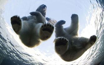 北極熊情侶“情變分手” 公熊被迫搬家