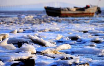 青島膠州灣海冰再起 厚度超過十釐米