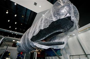 江蘇如東：一年前擱淺死亡抹香鯨被制成標本後開始組裝