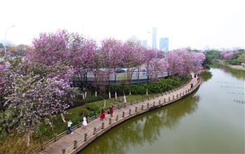廣西柳州：24萬株洋紫荊競相綻放