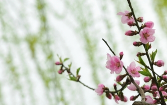 杭州：春到白堤 桃紅柳綠
