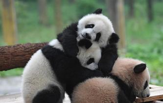 重慶動物園三只大熊貓幼崽集體亮相