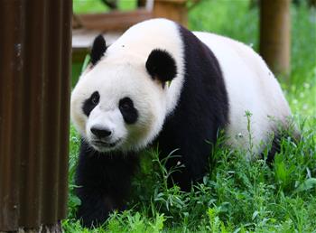 旅荷大熊貓“星雅”“武雯”首次公開亮相