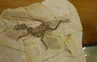 上海自然博物館獲贈十件古生物化石