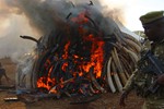 肯尼亞總統引燃十五噸象牙 號召國際社會停止象牙交易(高清組圖)