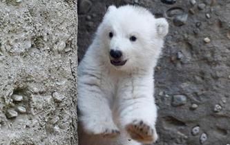 首次露面的小北極熊