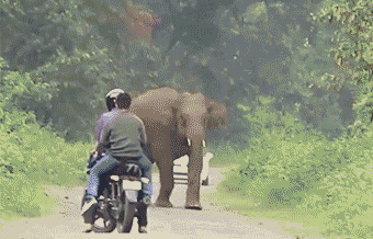 大象暴走 嚇壞村民