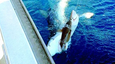 澳大利亞：男子海邊釣到鯊魚 未料鱷魚追上岸搶食