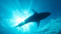 潛水遭遇鯊魚 澳大利亞男子驚險逃生
