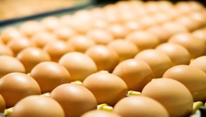 山雞蛋比普通雞蛋更有營養？