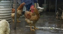波黑一養雞場發現H5N8型禽流感病毒