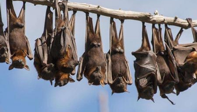以色列科學家翻譯蝙蝠叫聲 疑大部分時間都在吵架