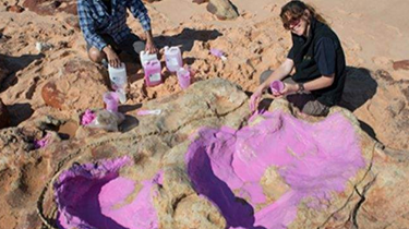 探索！澳大利亞發現最大恐龍腳印 長1.75米