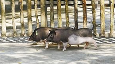 兩只克隆豬亮相深圳野生動物園